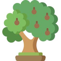 Walnut
