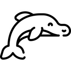 海豚