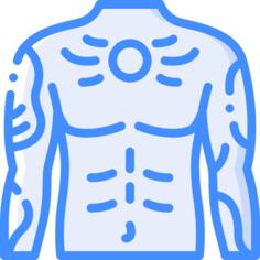 Torso