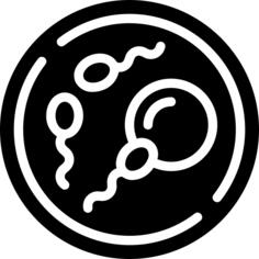 伊夫