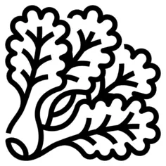 生菜