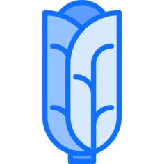 卷心菜