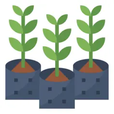 Growth
