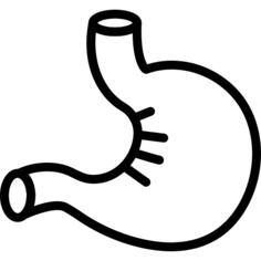 Stomach