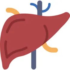 Liver