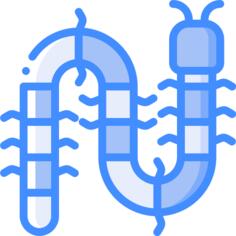 Centipede