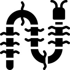 Centipede