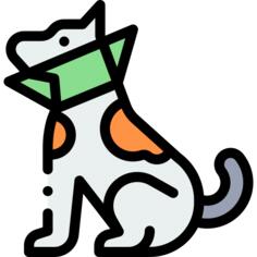 Cone of shame
