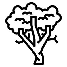 Sycamore