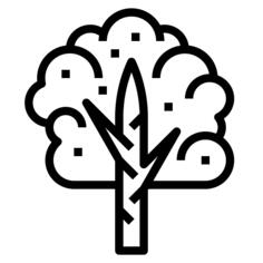 Birch