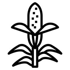 Corn