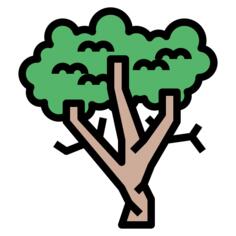 Sycamore
