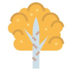 Birch