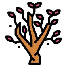 Magnolia