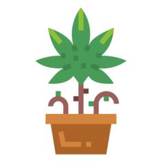 Cannabis