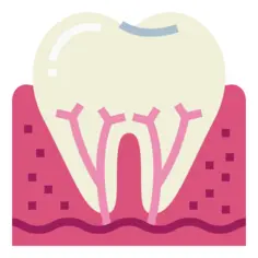 Tooth