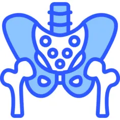 Pelvis