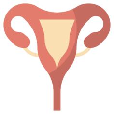 Uterus