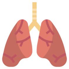 Lungs