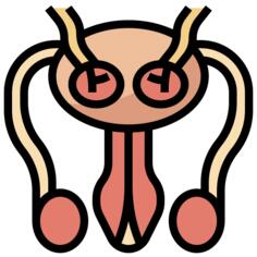 Reproductive system