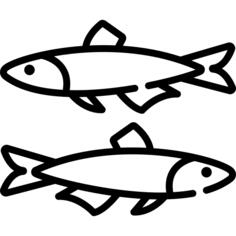 Anchovy