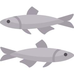 Anchovy