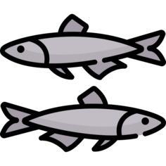 Anchovy