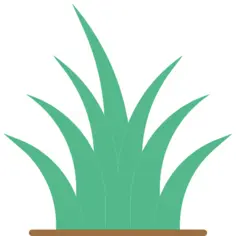 Grass