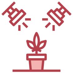 Marijuana