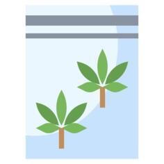 Marijuana