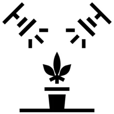 大麻