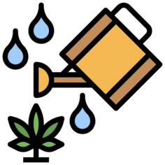 Cannabis