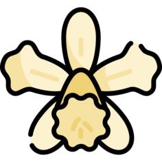 Orchid