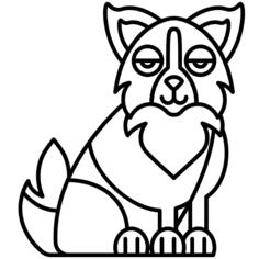 Border collie