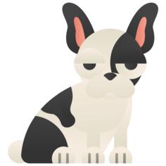 French bulldog