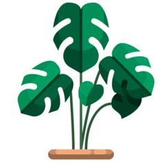 Monstera leaf