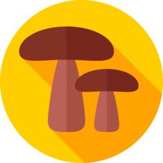 蘑菇