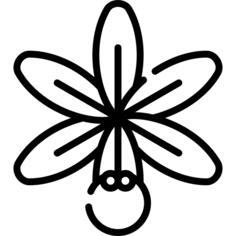 Orchid
