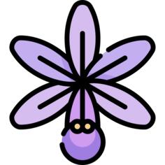 Orchid