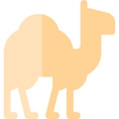 Dromedary