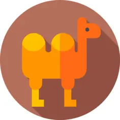 Camel