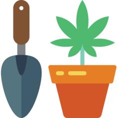 大麻