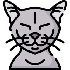 猫