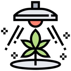 大麻