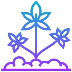 大麻
