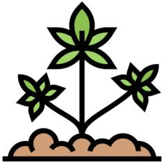 大麻