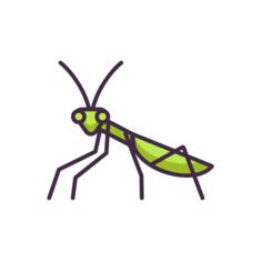 Praying mantis