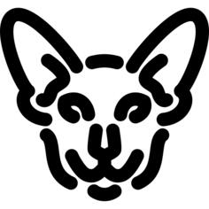 Sphynx cat