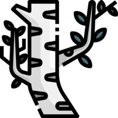 Birch tree