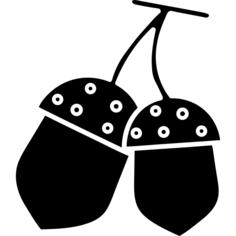 Acorn
